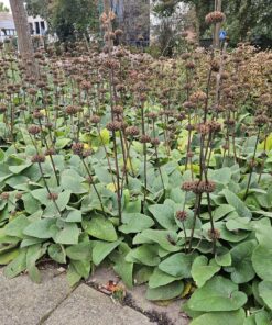 6X Phlomis Russeliana - ↕10-25Cm - Ø9Cm - Afbeelding 7