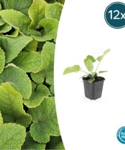 12X Phlomis Russeliana - ↕10-25Cm - Ø9Cm