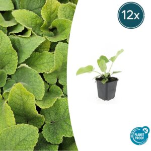 12X Phlomis Russeliana - ↕10-25Cm - Ø9Cm