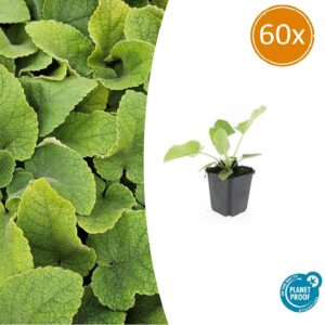 60X Phlomis Russeliana - ↕10-25Cm - Ø9Cm