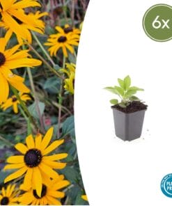 6X Rudbeckia Fulgida 'Goldsturm' - ↕10-25Cm - Ø9Cm