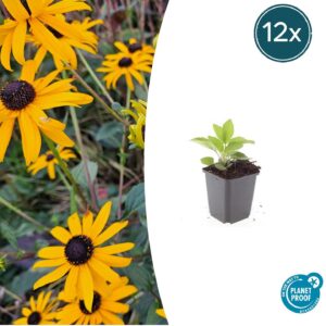 12X Rudbeckia Fulgida 'Goldsturm' - ↕10-25Cm - Ø9Cm