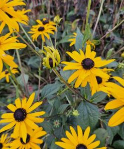 12X Rudbeckia Fulgida 'Goldsturm' - ↕10-25Cm - Ø9Cm - Afbeelding 5