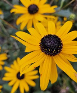 12X Rudbeckia Fulgida 'Goldsturm' - ↕10-25Cm - Ø9Cm - Afbeelding 6