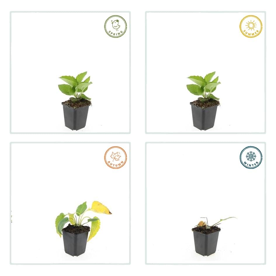 20X Rudbeckia Fulgida 'Goldsturm' - ↕10-25Cm - Ø9Cm - Afbeelding 3