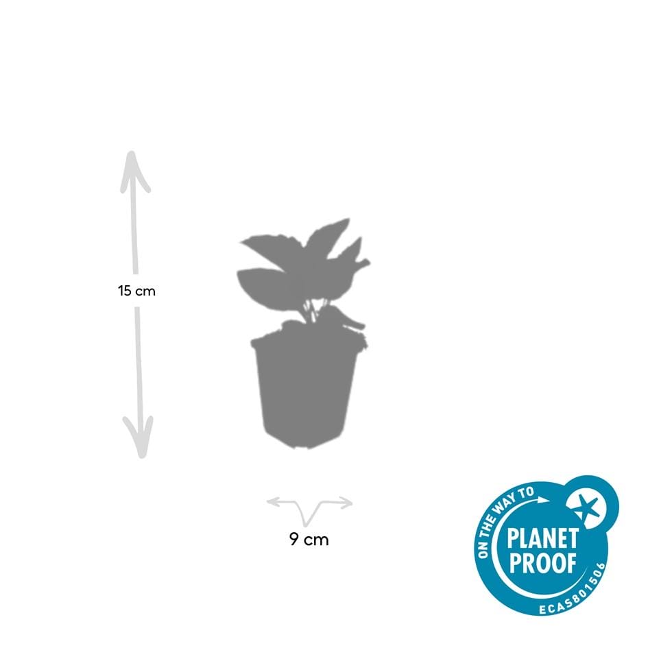 20X Rudbeckia Fulgida 'Goldsturm' - ↕10-25Cm - Ø9Cm - Afbeelding 4