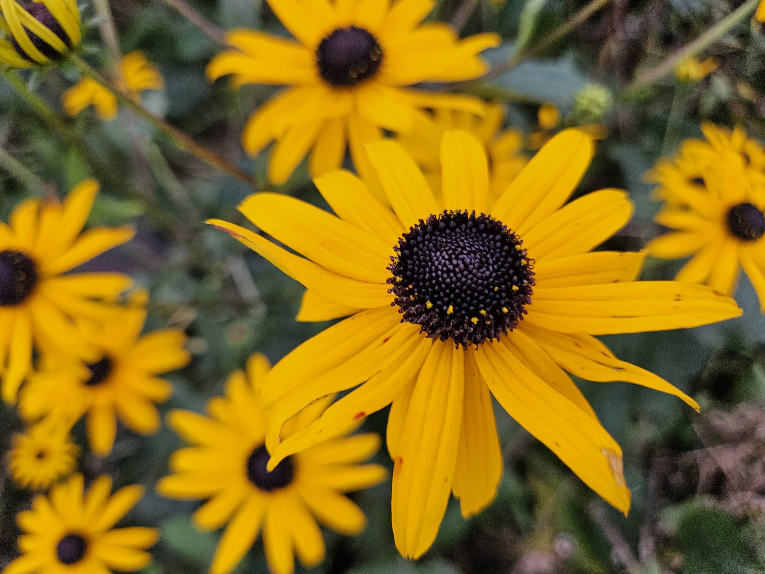 20X Rudbeckia Fulgida 'Goldsturm' - ↕10-25Cm - Ø9Cm - Afbeelding 6