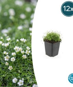 12X Sagina Subulata - ↕10-25Cm - Ø9Cm