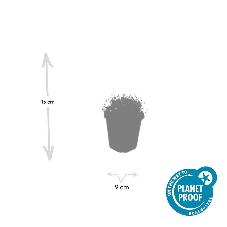 12X Sagina Subulata - ↕10-25Cm - Ø9Cm - Afbeelding 3