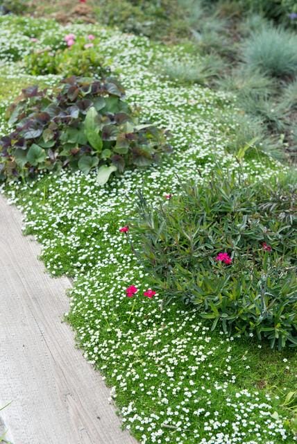 12X Sagina Subulata - ↕10-25Cm - Ø9Cm - Afbeelding 5