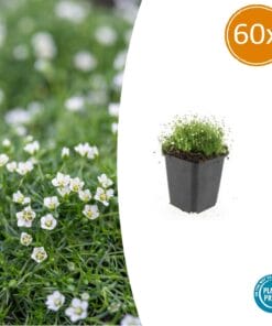 60X Sagina Subulata - ↕10-25Cm - Ø9Cm