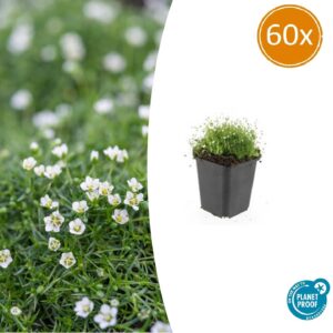 Vetmuur (Sagina subulata) – dichtgroeiende mosachtige bodembedekker – 10-25 cm