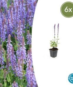6X Salvia Nem. 'Caradonna' - ↕10-25Cm - Ø9Cm