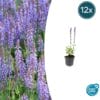 12X Salvia Nem. 'Caradonna' - ↕10-25Cm - Ø9Cm