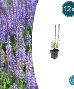 12X Salvia Nem. 'Caradonna' - ↕10-25Cm - Ø9Cm