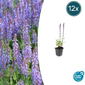 12X Salvia Nem. 'Caradonna' - ↕10-25Cm - Ø9Cm