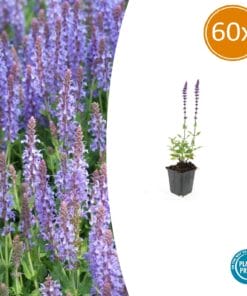 60X Salvia Nem. 'Caradonna' - ↕10-25Cm - Ø9Cm