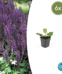 6X Salvia Nem. 'Mainacht' - ↕10-25Cm - Ø9Cm
