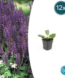 12X Salvia Nem. 'Mainacht' - ↕10-25Cm - Ø9Cm