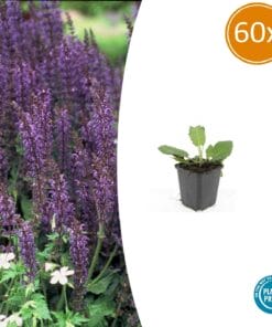 60X Salvia Nem. 'Mainacht' - ↕10-25Cm - Ø9Cm