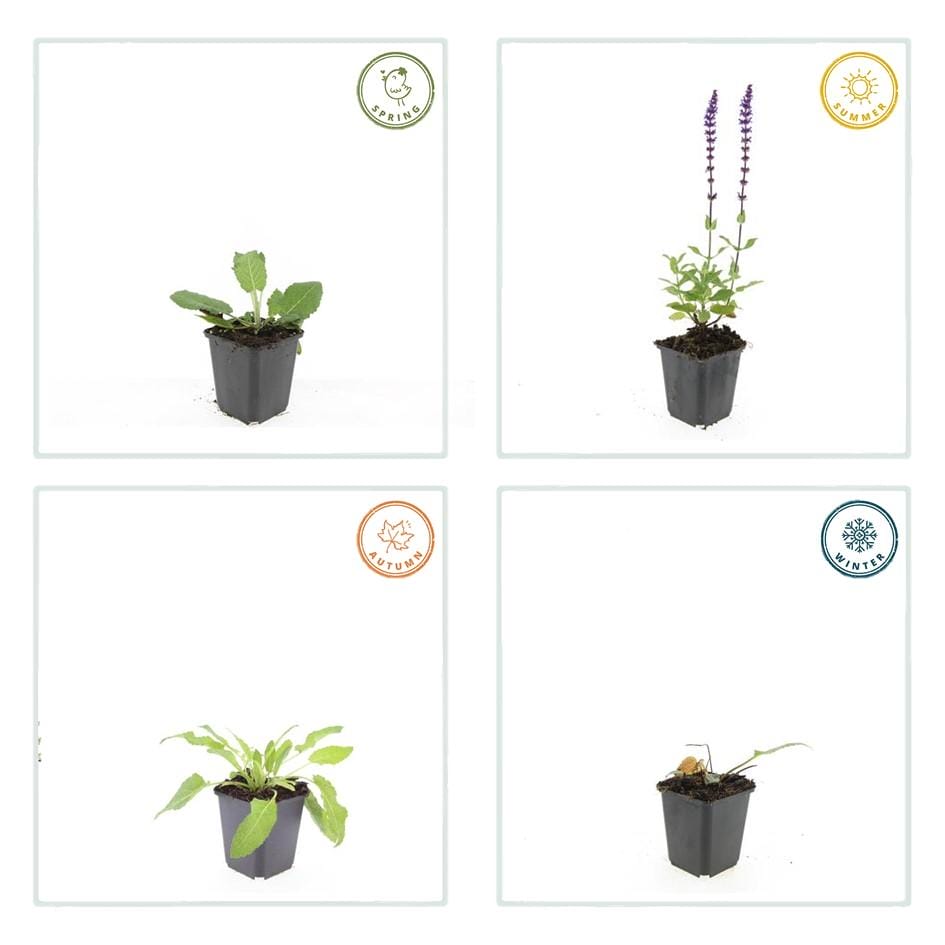 60X Salvia Nem. 'Mainacht' - ↕10-25Cm - Ø9Cm - Afbeelding 2