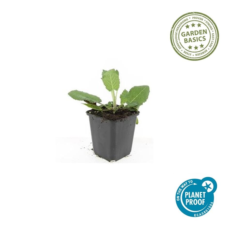 60X Salvia Nem. 'Mainacht' - ↕10-25Cm - Ø9Cm - Afbeelding 3