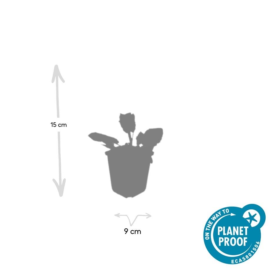 60X Salvia Nem. 'Mainacht' - ↕10-25Cm - Ø9Cm - Afbeelding 4