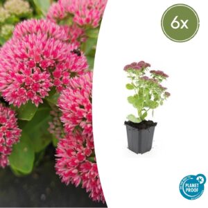 6X Sedum 'Herbstfreude' - ↕10-25Cm - Ø9Cm