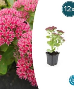 12X Sedum 'Herbstfreude' - ↕10-25Cm - Ø9Cm