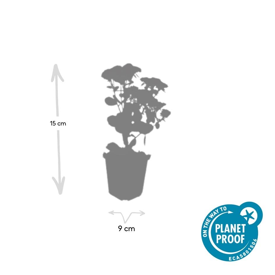 12X Sedum 'Herbstfreude' - ↕10-25Cm - Ø9Cm - Afbeelding 3