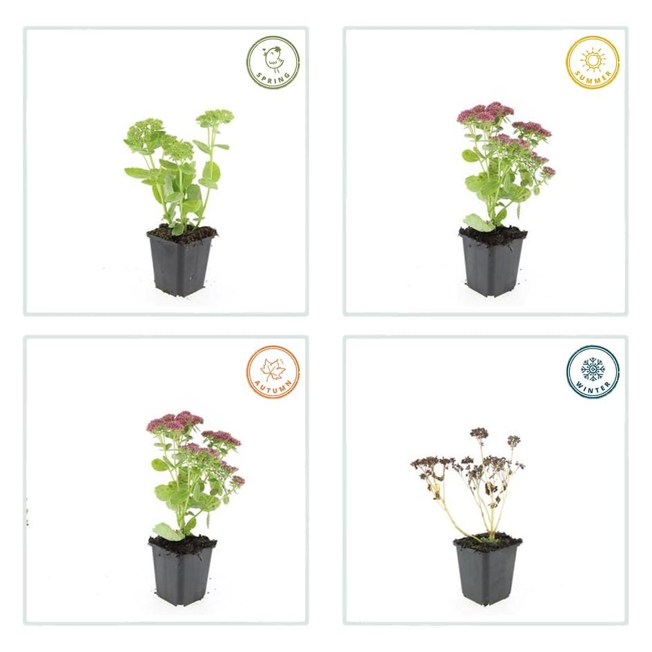 12X Sedum 'Herbstfreude' - ↕10-25Cm - Ø9Cm - Afbeelding 4