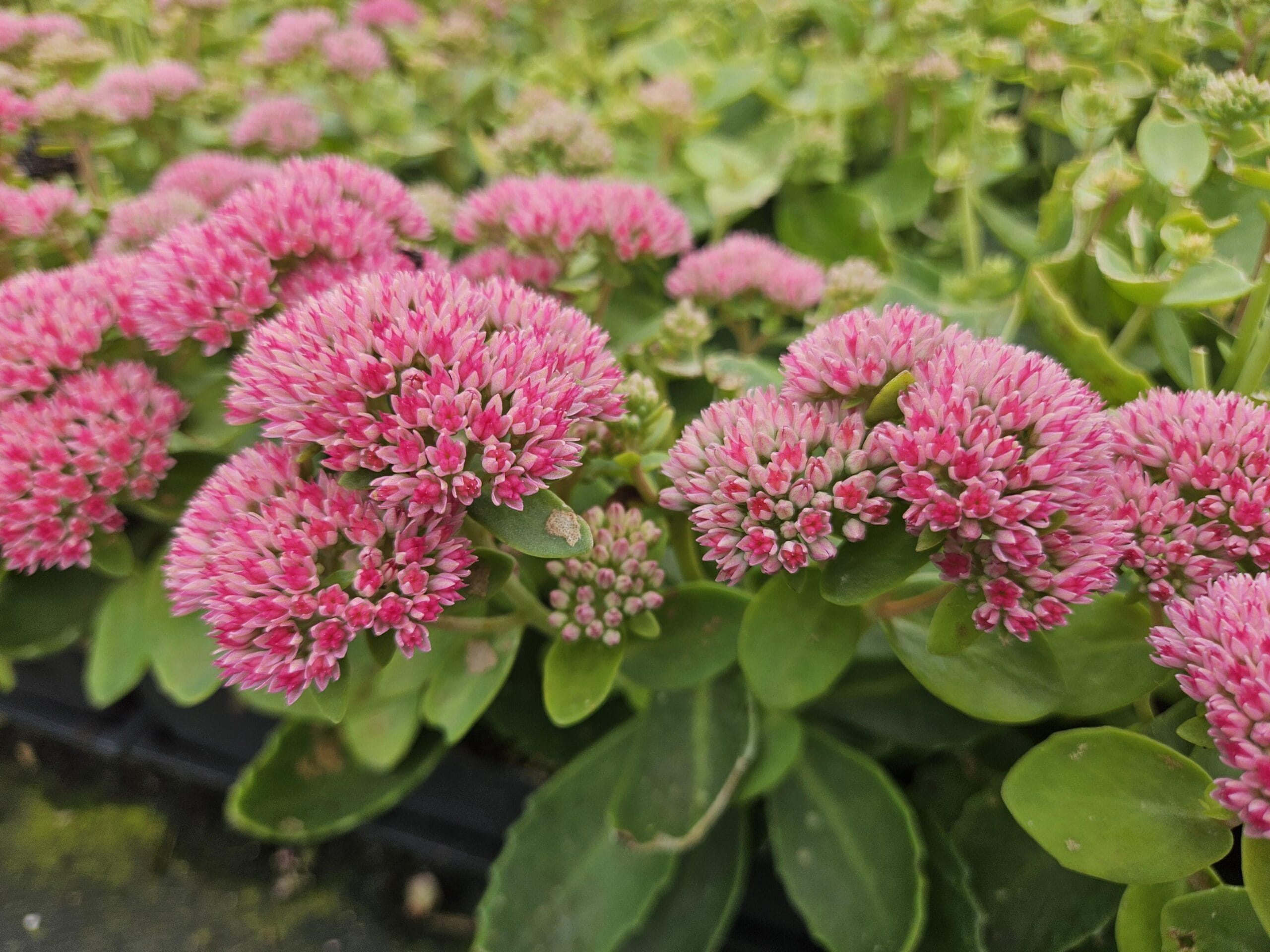 12X Sedum 'Herbstfreude' - ↕10-25Cm - Ø9Cm - Afbeelding 5