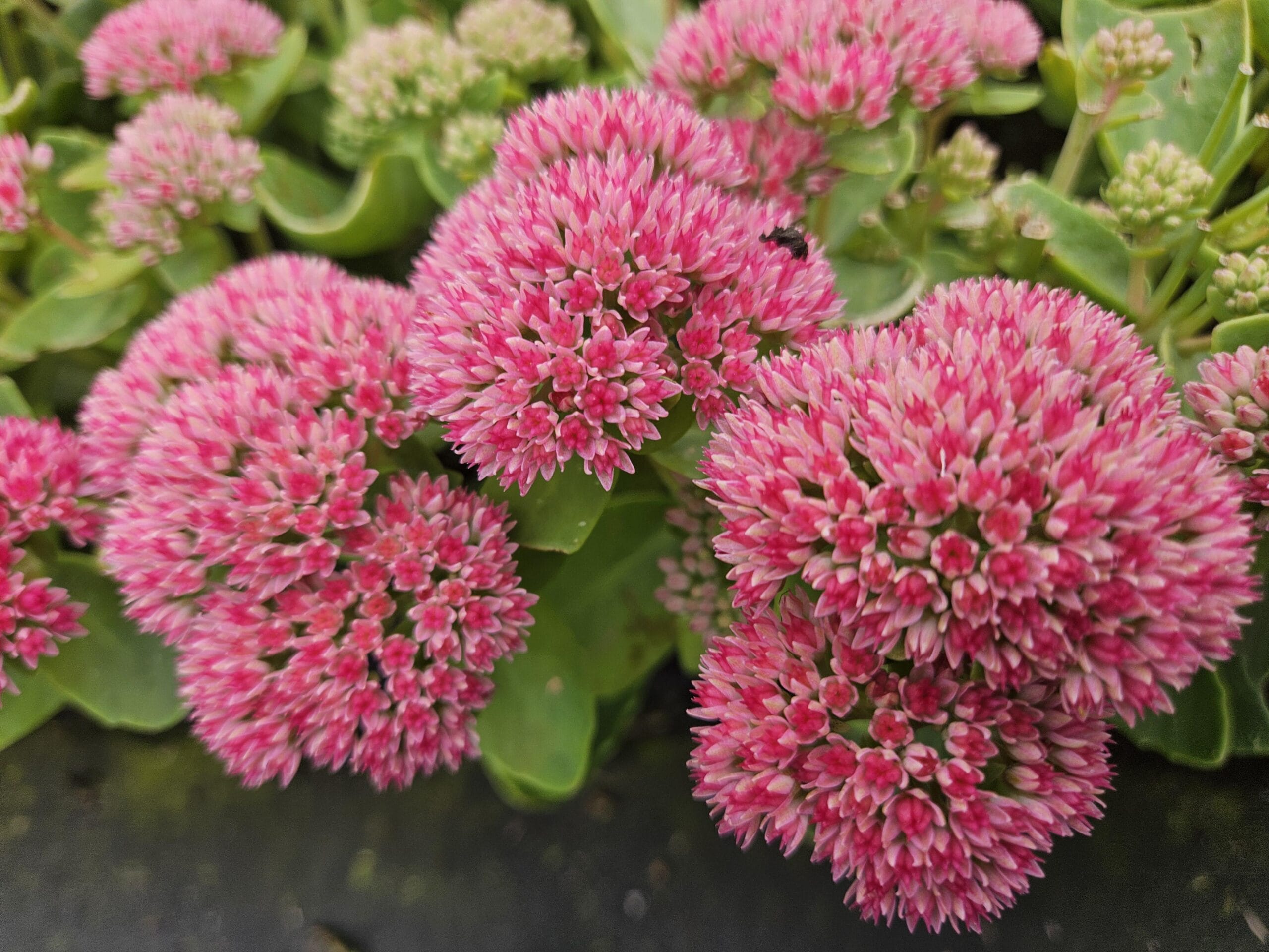12X Sedum 'Herbstfreude' - ↕10-25Cm - Ø9Cm - Afbeelding 6