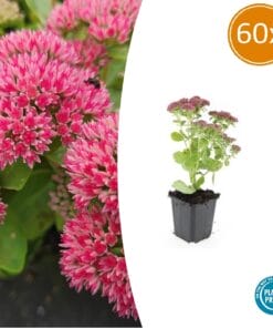 60X Sedum 'Herbstfreude' - ↕10-25Cm - Ø9Cm