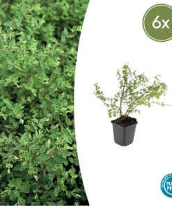 6X Symphoricarpos Ch. 'Hancock' - ↕10-25Cm - Ø9Cm