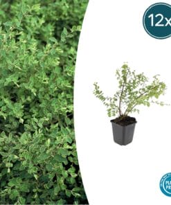 12X Symphoricarpos Ch. 'Hancock' - ↕10-25Cm - Ø9Cm