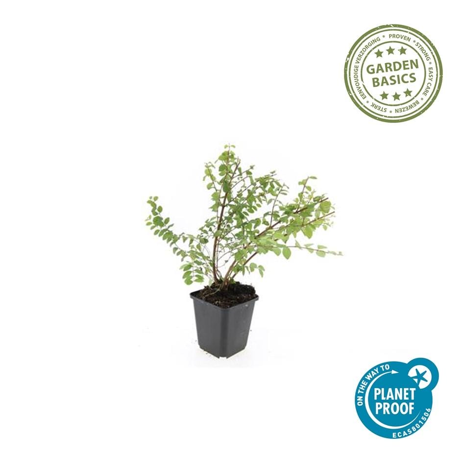 12X Symphoricarpos Ch. 'Hancock' - ↕10-25Cm - Ø9Cm - Afbeelding 2