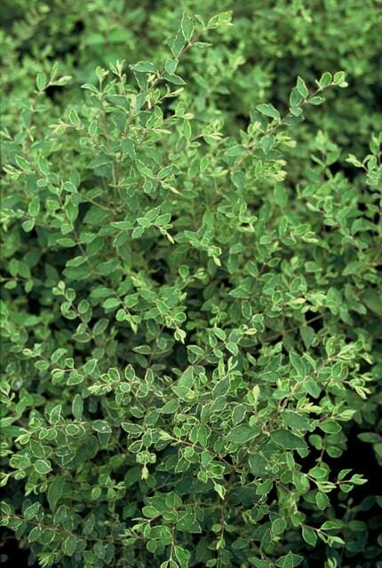 12X Symphoricarpos Ch. 'Hancock' - ↕10-25Cm - Ø9Cm - Afbeelding 3