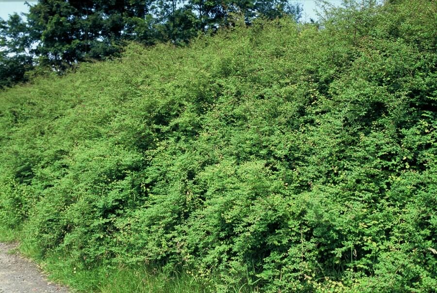 12X Symphoricarpos Ch. 'Hancock' - ↕10-25Cm - Ø9Cm - Afbeelding 4