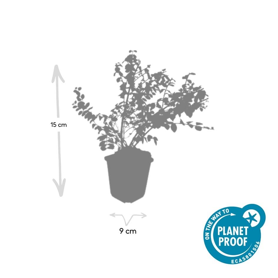 12X Symphoricarpos Ch. 'Hancock' - ↕10-25Cm - Ø9Cm - Afbeelding 5