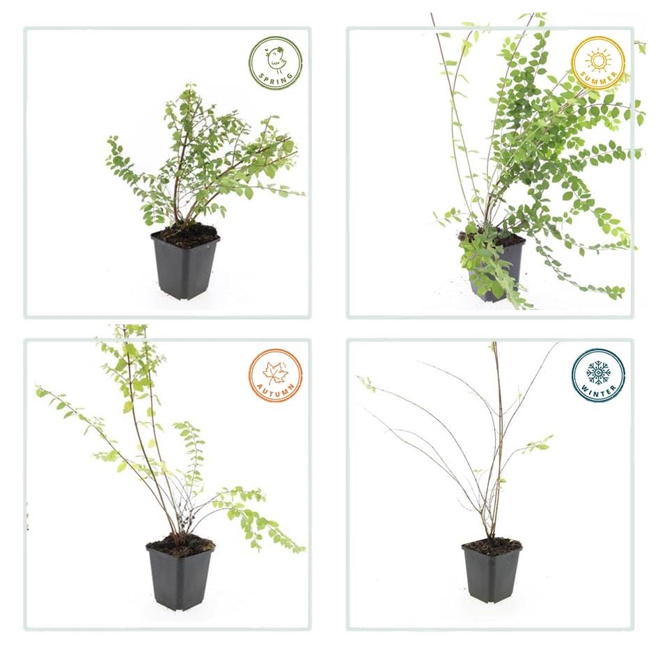 12X Symphoricarpos Ch. 'Hancock' - ↕10-25Cm - Ø9Cm - Afbeelding 6