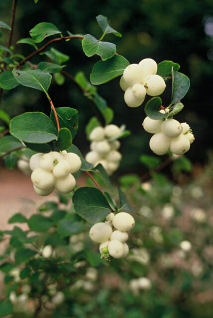 12X Symphoricarpos Ch. 'Hancock' - ↕10-25Cm - Ø9Cm - Afbeelding 7