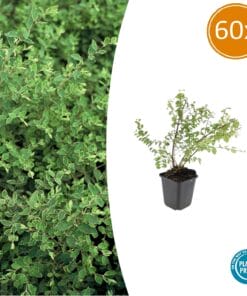 60X Symphoricarpos Ch. 'Hancock' - ↕10-25Cm - Ø9Cm