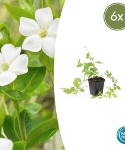 6X Vinca Major 'Alba' - ↕10-25Cm - Ø9Cm