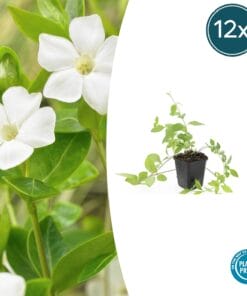 12X Vinca Major 'Alba' - ↕10-25Cm - Ø9Cm