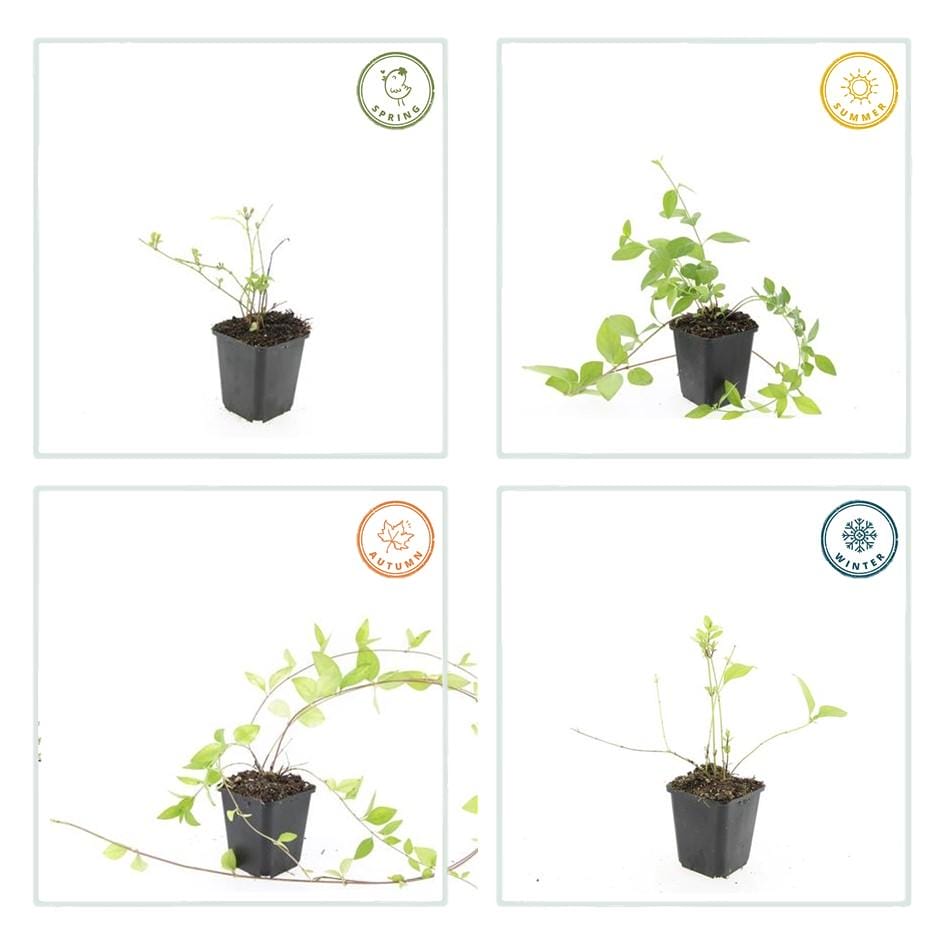 12X Vinca Major 'Alba' - ↕10-25Cm - Ø9Cm - Afbeelding 2