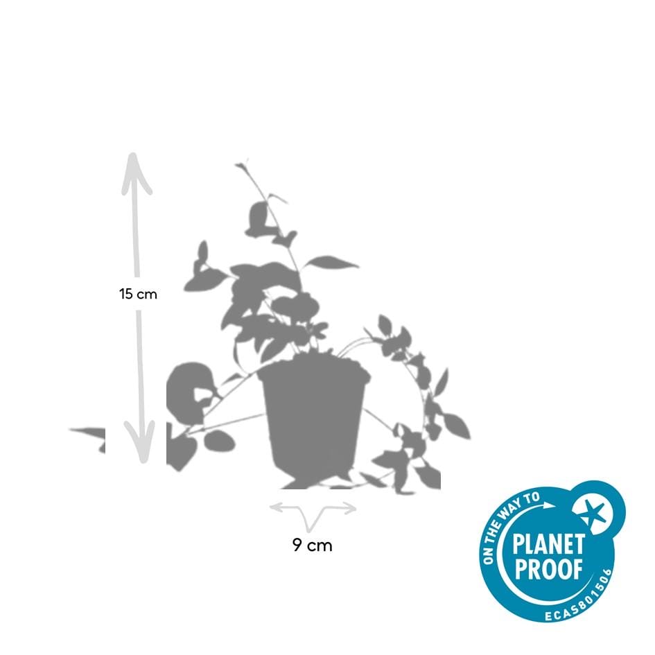 12X Vinca Major 'Alba' - ↕10-25Cm - Ø9Cm - Afbeelding 3