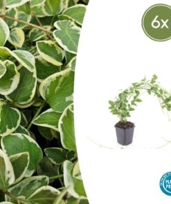 6X Vinca Major 'Variegata' - ↕10-25Cm - Ø9Cm