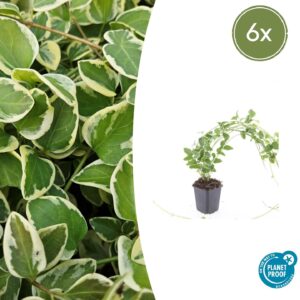 6X Vinca Major 'Variegata' - ↕10-25Cm - Ø9Cm