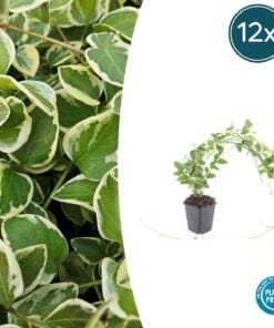 12X Vinca Major 'Variegata' - ↕10-25Cm - Ø9Cm